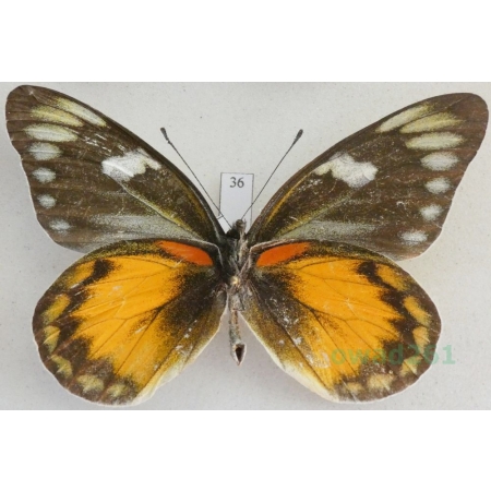 Delias zebuda Hewitson, 1862 male reverse Indonesia, Sulawesi36